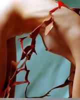 Domai - 18-Elmira-033