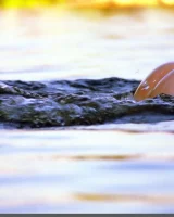 Domai - 62-Tatya-7-Lg-037